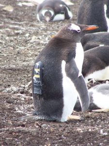 pinguino-con-gps-foto-600juanmasello