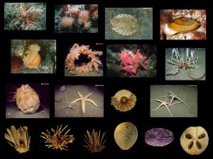 Biodiversidad en el Océano Austral