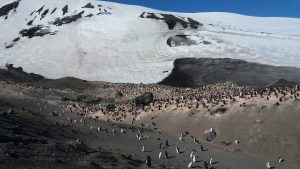 dia-en-la-pinguinera (11)