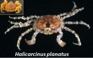 halicarcinus-planatus
